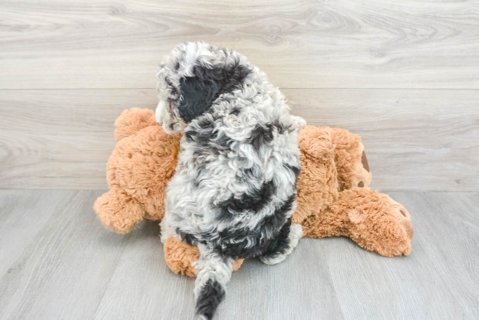 Mini Sheepadoodle Pup Being Cute