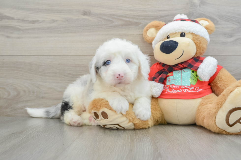 5 week old Mini Sheepadoodle Puppy For Sale - Premier Pups