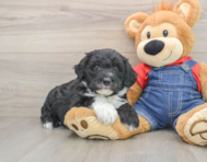 5 week old Mini Sheepadoodle Puppy For Sale - Premier Pups