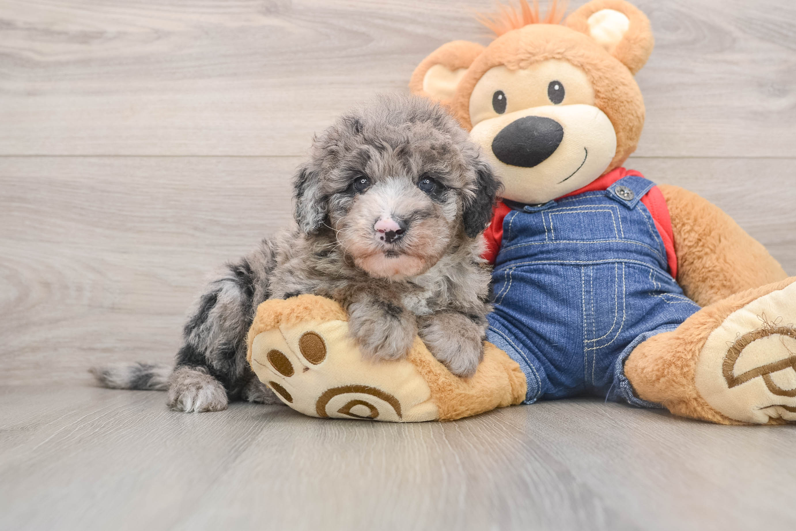 Small Mini Sheepadoodle Baby