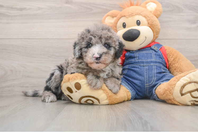 Small Mini Sheepadoodle Baby