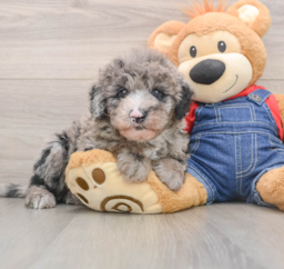 5 week old Mini Sheepadoodle Puppy For Sale - Premier Pups