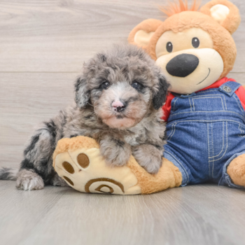 Small Mini Sheepadoodle Baby