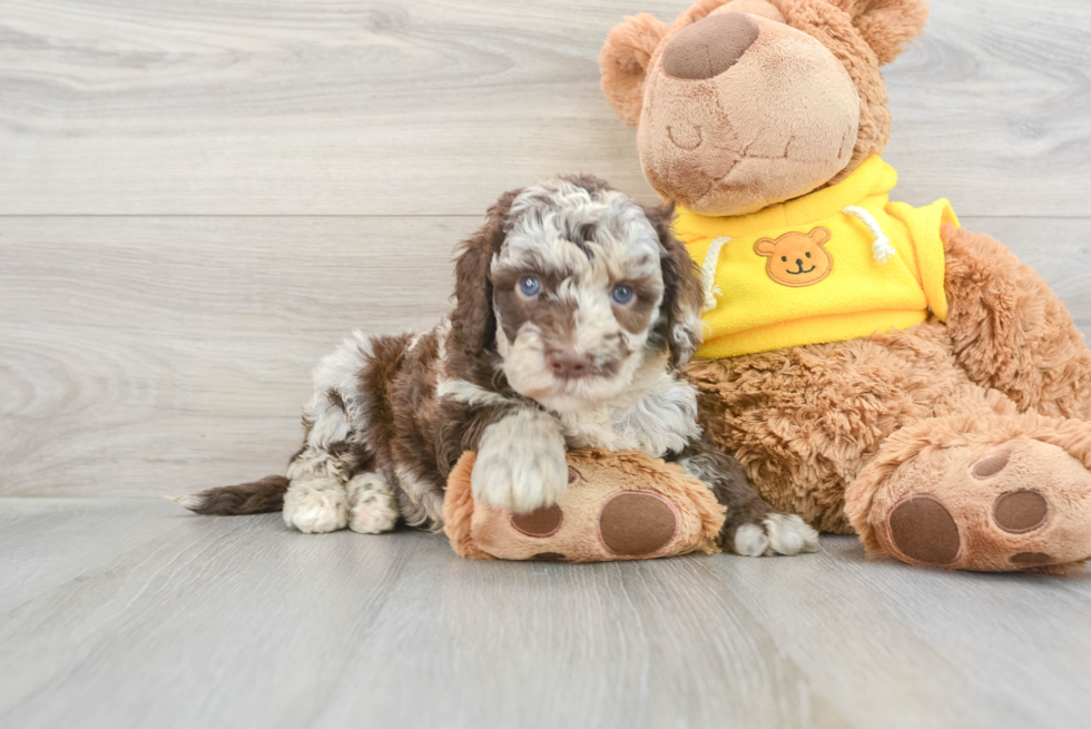 Mini Sheepadoodle Puppy for Adoption