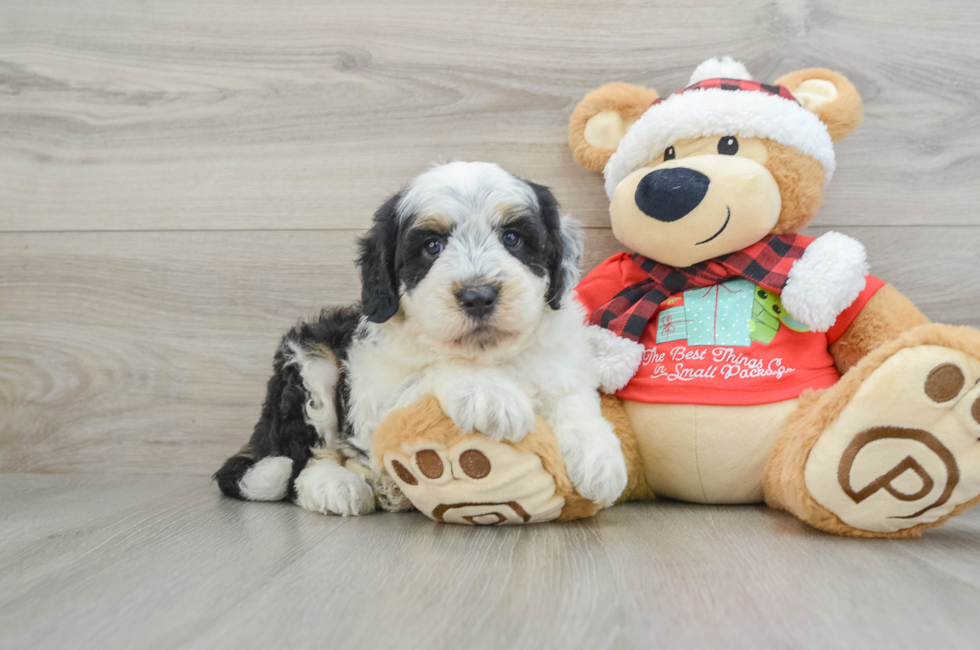 5 week old Mini Sheepadoodle Puppy For Sale - Premier Pups