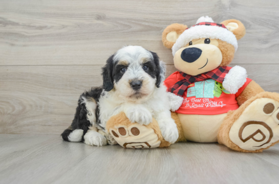 Mini Sheepadoodle Pup Being Cute