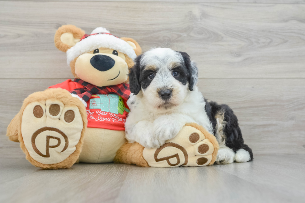 Smart Mini Sheepadoodle Poodle Mix Pup