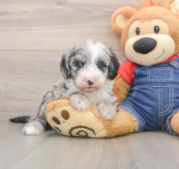 5 week old Mini Sheepadoodle Puppy For Sale - Premier Pups