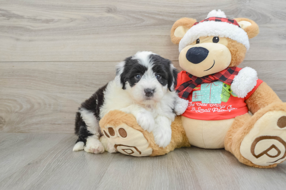 Best Mini Sheepadoodle Baby