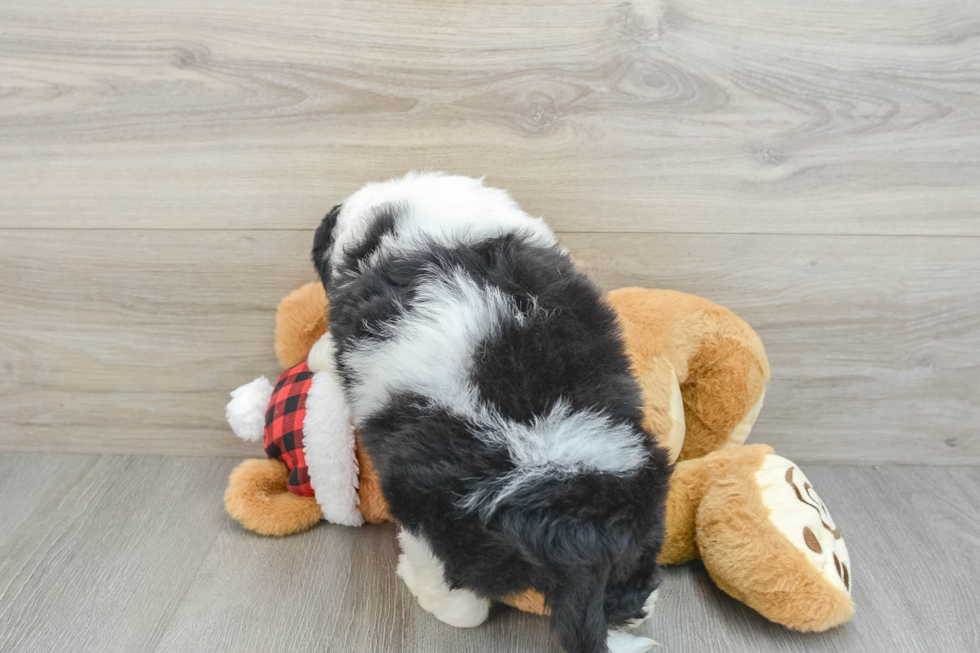 Energetic Mini Sheepapoo Poodle Mix Puppy