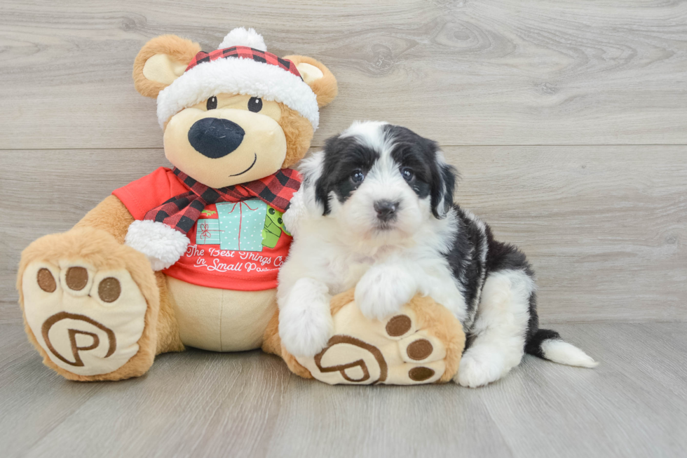 Best Mini Sheepadoodle Baby