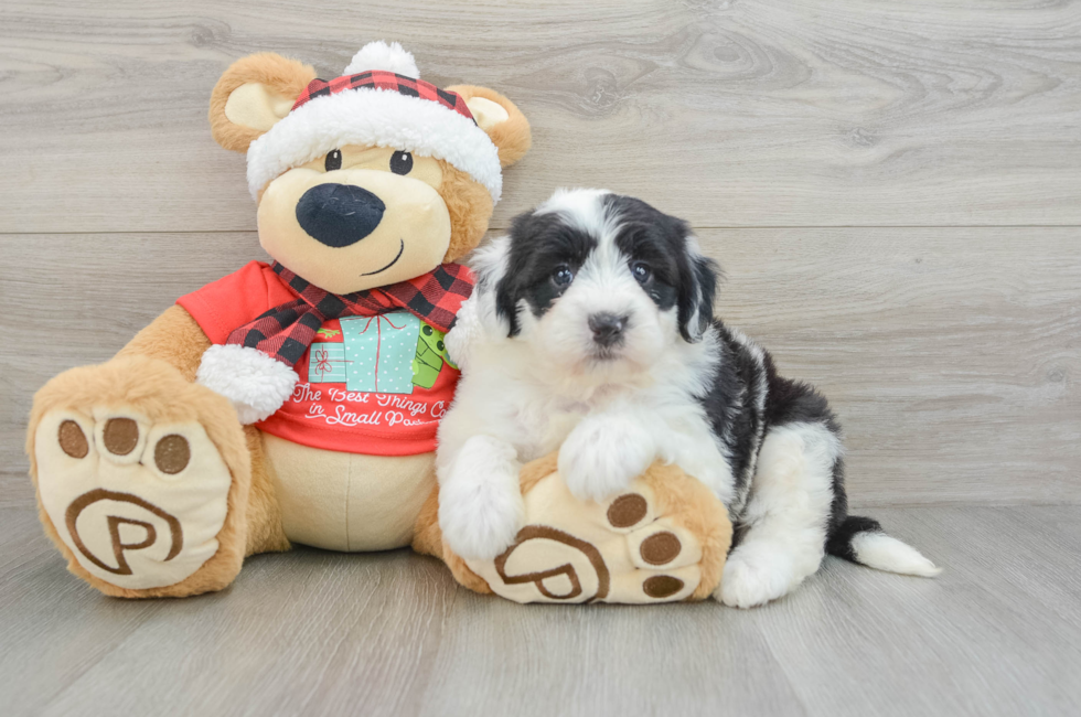 5 week old Mini Sheepadoodle Puppy For Sale - Premier Pups