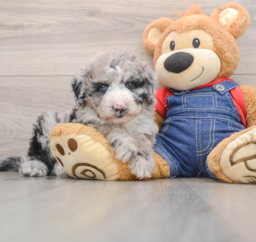 6 week old Mini Sheepadoodle Puppy For Sale - Premier Pups