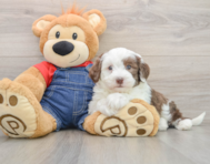 6 week old Mini Sheepadoodle Puppy For Sale - Premier Pups