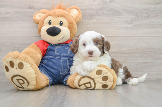 Mini Sheepadoodle Puppy for Adoption