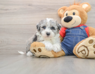 7 week old Mini Sheepadoodle Puppy For Sale - Premier Pups