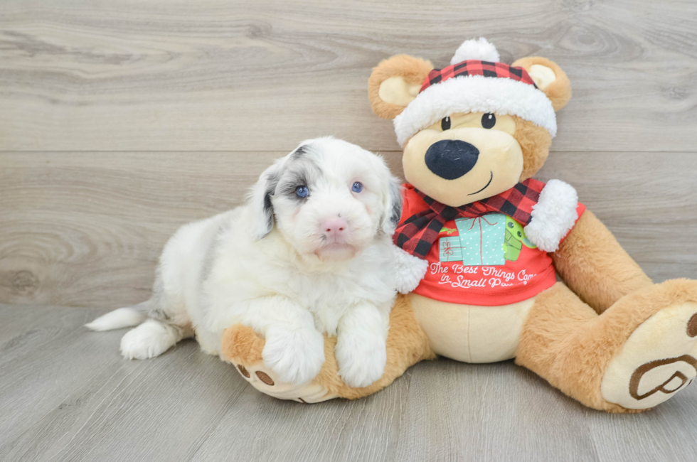 5 week old Mini Sheepadoodle Puppy For Sale - Premier Pups