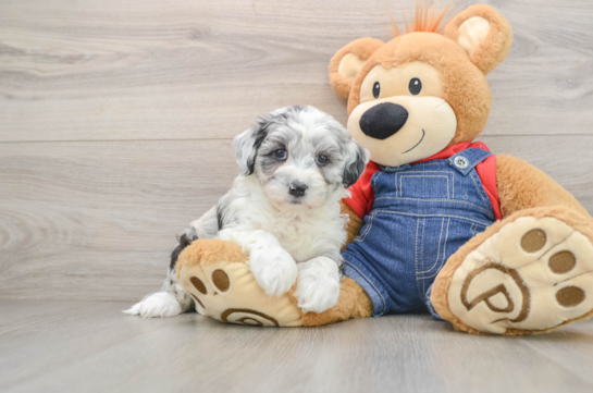 Smart Mini Sheepadoodle Poodle Mix Pup