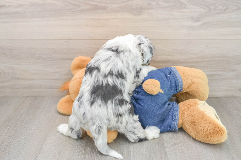 Energetic Mini Sheepapoo Poodle Mix Puppy