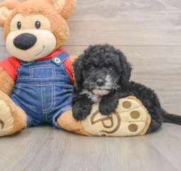 6 week old Mini Sheepadoodle Puppy For Sale - Premier Pups