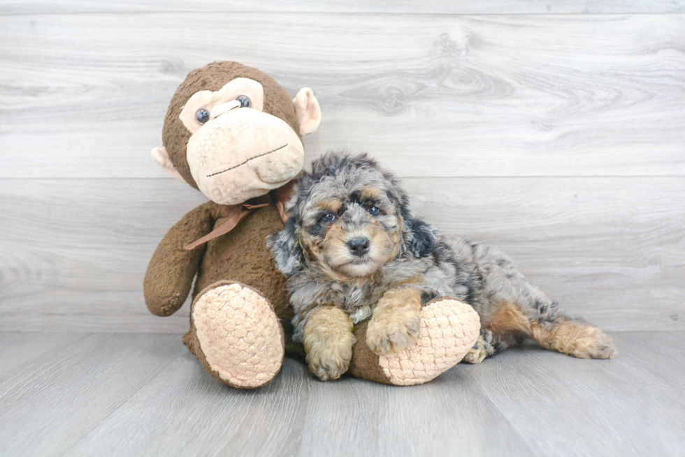 Mini Sheepadoodle Pup Being Cute