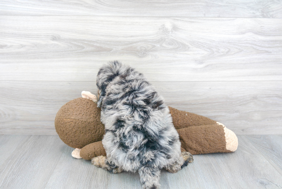 Best Mini Sheepadoodle Baby