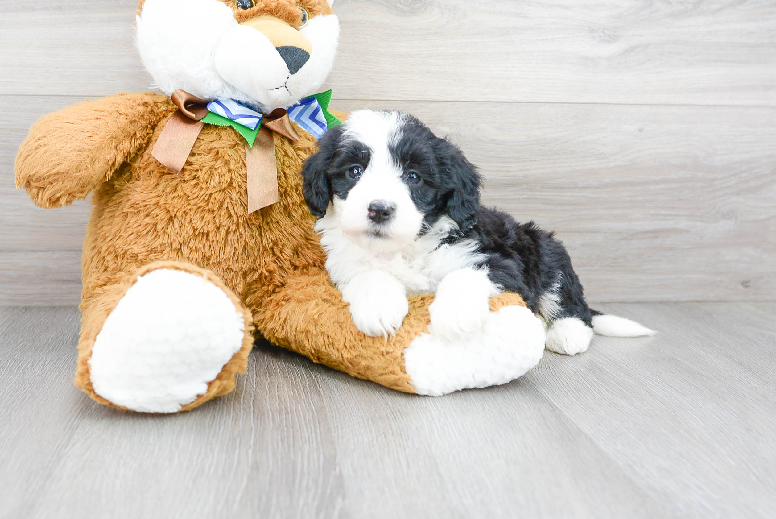 Friendly Mini Sheepadoodle Baby
