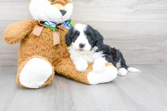 Friendly Mini Sheepadoodle Baby