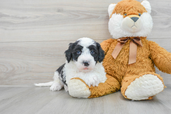 Cute Mini Sheepadoodle Baby