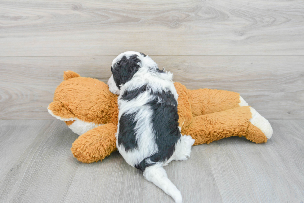 Adorable Sheep Dog Poodle Mix Puppy