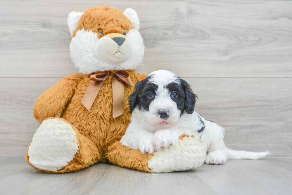 Best Mini Sheepadoodle Baby