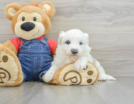 5 week old Mini Sheepadoodle Puppy For Sale - Premier Pups