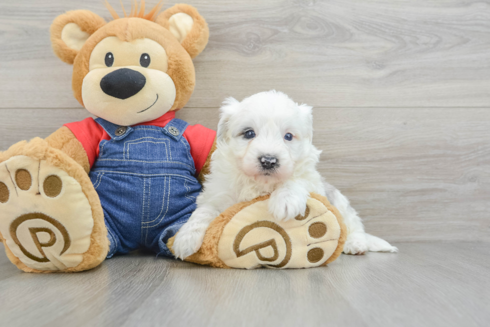 Smart Mini Sheepadoodle Poodle Mix Pup