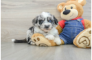 Fluffy Mini Sheepadoodle Poodle Mix Pup