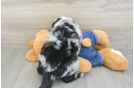 Best Mini Sheepadoodle Baby