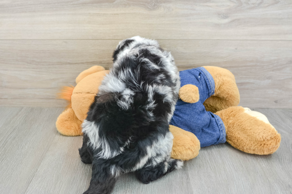 Best Mini Sheepadoodle Baby