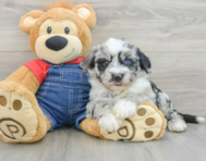 5 week old Mini Sheepadoodle Puppy For Sale - Premier Pups