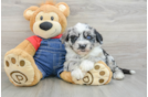 Popular Mini Sheepadoodle Poodle Mix Pup