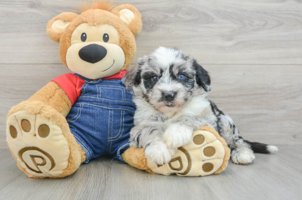 5 week old Mini Sheepadoodle Puppy For Sale - Premier Pups