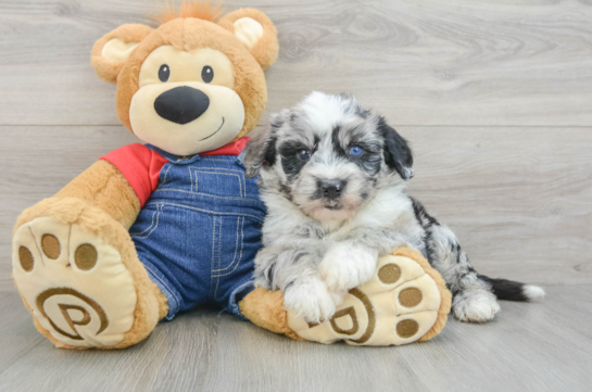 Popular Mini Sheepadoodle Poodle Mix Pup