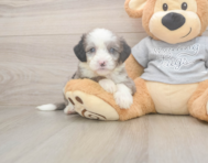 5 week old Mini Sheepadoodle Puppy For Sale - Premier Pups