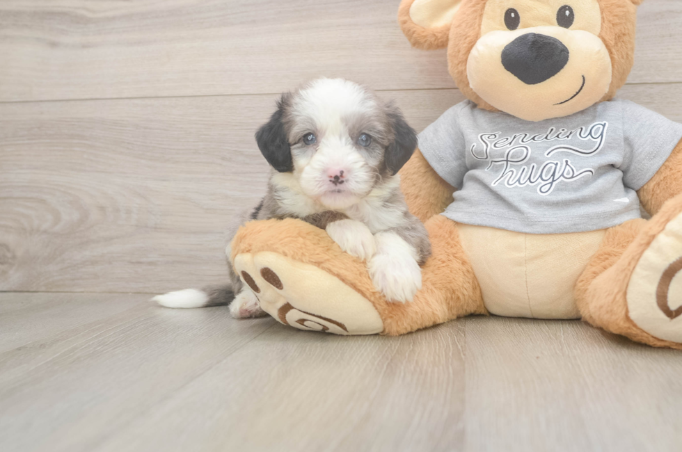 5 week old Mini Sheepadoodle Puppy For Sale - Premier Pups