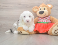 5 week old Mini Sheepadoodle Puppy For Sale - Premier Pups