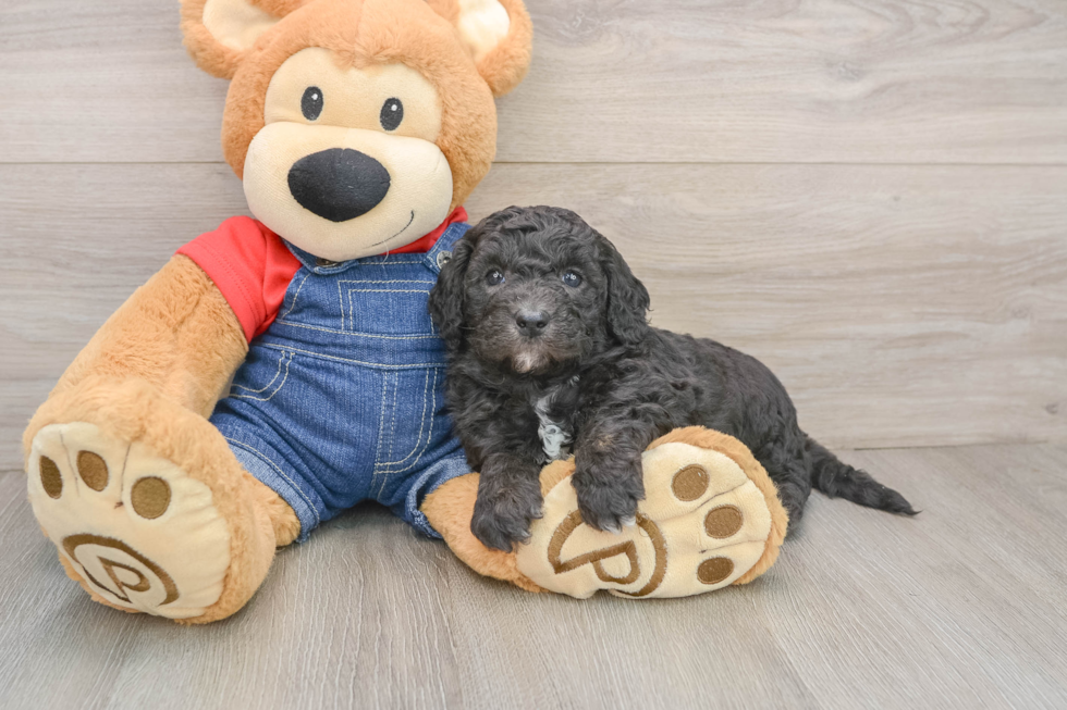 Mini Sheepadoodle Puppy for Adoption