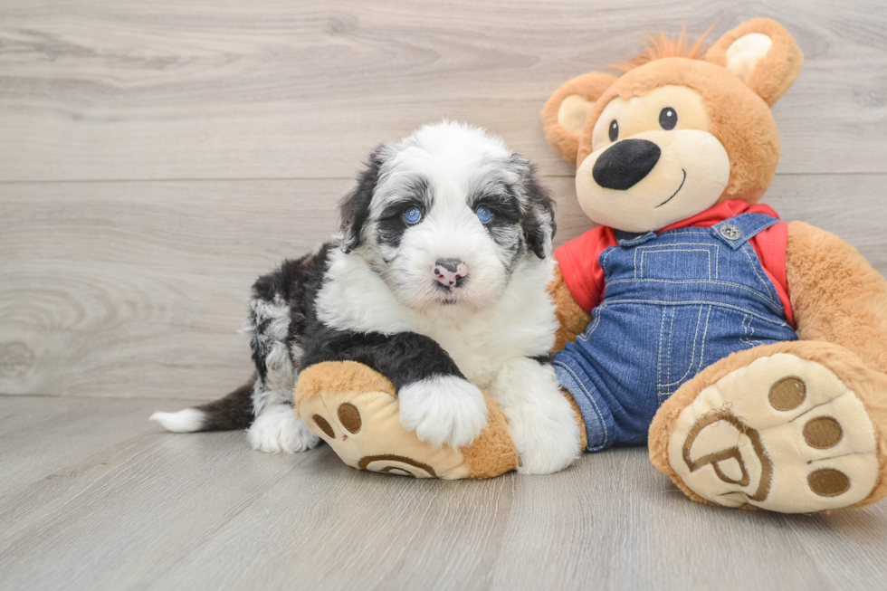 Best Mini Sheepadoodle Baby
