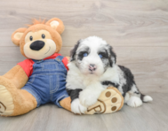5 week old Mini Sheepadoodle Puppy For Sale - Premier Pups