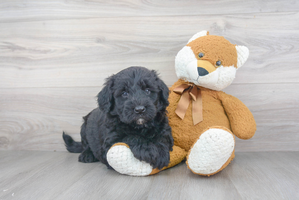 Best Mini Sheepadoodle Baby