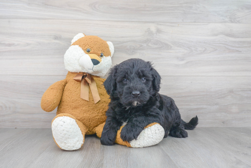 Adorable Sheep Dog Poodle Mix Puppy