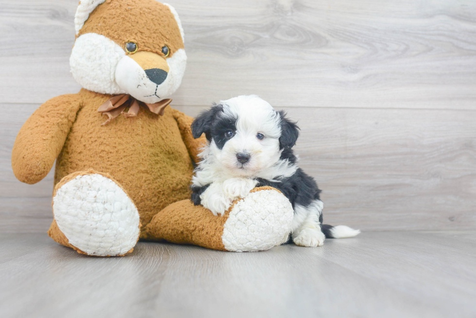 Mini Sheepadoodle Pup Being Cute