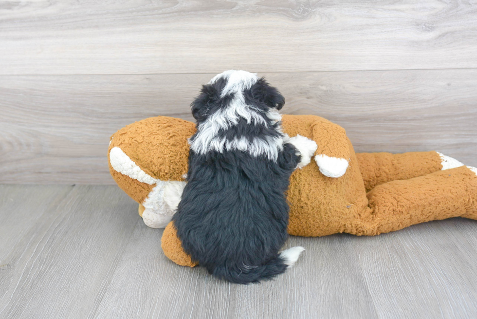 Energetic Sheep Dog Poodle Mix Puppy